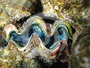 Sea inhabitants