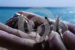 Sea inhabitants in human hands