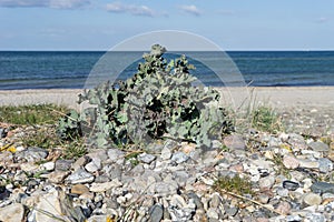 Sea kale on the beach