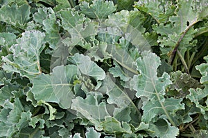 Sea kale Crambe maritima