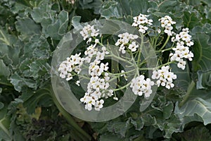 Sea kale Crambe maritima