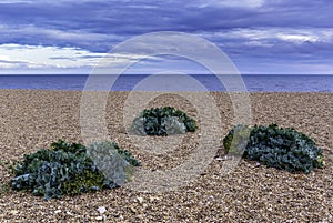 Sea Kale Crambe maritima plants growing on the beach