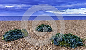 Sea Kale Crambe maritima plants growing on the beach in Dorset, UK