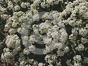 Sea Kale or Crambe maritima white flowers in sand. Green halophytic flowering cabbage plant grows along coast