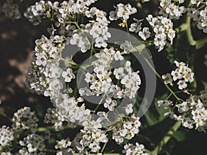 Sea Kale or Crambe maritima white flowers in sand. Green halophytic flowering cabbage plant grows along coast