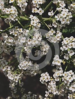 Sea Kale or Crambe maritima white flowers in sand. Green halophytic flowering cabbage plant grows along coast