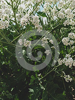 Sea Kale or Crambe maritima white flowers in sand. Green halophytic flowering cabbage plant grows along coast