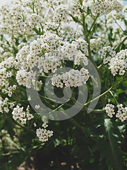 Sea Kale or Crambe maritima white flowers in sand. Green halophytic flowering cabbage plant grows along coast