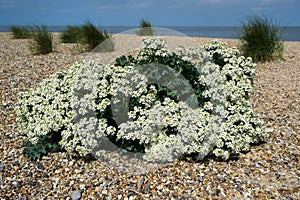 Sea Kale Cramble maritima