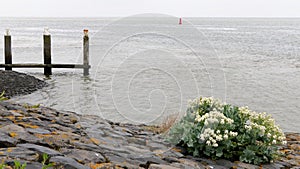 Sea kale on a dike