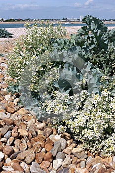 Sea Kale with Flowers