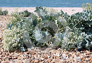 Sea Kale Flowers