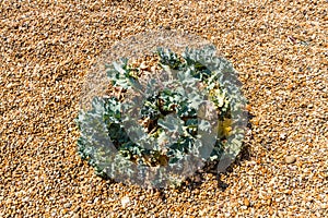 Sea Kale growing on pebble beach.