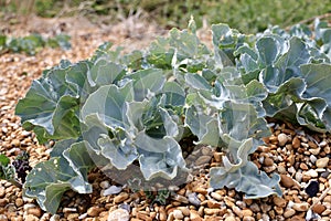 Sea kale growing on the pebble beach of Dover, UK.