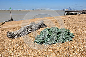 Sea Kale and Log on Beach, Felixstowe