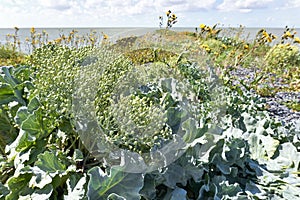 Sea kale on a pier near the Afsluitdijk in The Netherlands