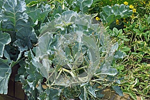 Sea kale plant.