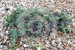 Sea kale on shingle