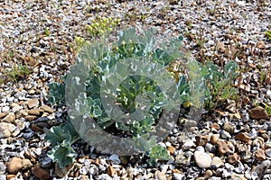 Sea Kale on Shingle Beach