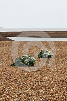 Sea Kale, Suffolk Beach