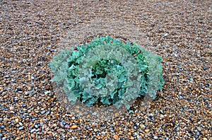 Sea Kale, Suffolk Beach