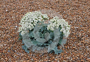 Sea Kale, Suffolk Beach