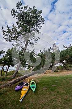 Sea kayaks ready to be used at the sea behind pine trees