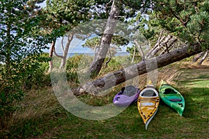 Sea kayaks ready to be used at the sea behind pine trees