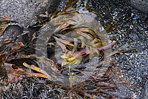 Sea Kelp Collects Among Rocks at the Seashore