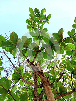 The sea ketapang tree