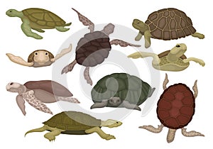 Sea and land turtles set, tortoise reptile animals in various views vector Illustration on a white background