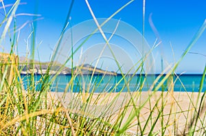 Sea landscape with sand beach and marram grass at coast