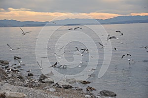 Sea landscape with sea gulls landing and flying over the beach