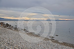 Sea landscape with sea gulls landing and flying over the beach
