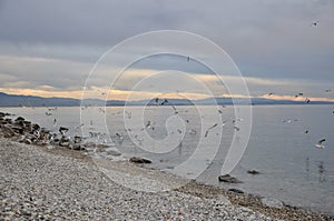 Sea landscape with sea gulls landing and flying over the beach