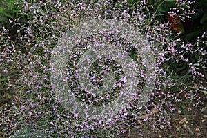 Sea Lavender, Limonium latifolium, filled with tiny purple flowers