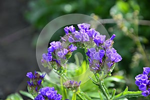 Sea Lavender Limonium sinuatum.Perez` s sea lavender, seafoam statice