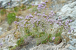 Sea lavender - Limonium vulgare flower Plumbaginaceae; Caryophyllales blooming in july at salt-rich sea coasts in the wadden sea photo