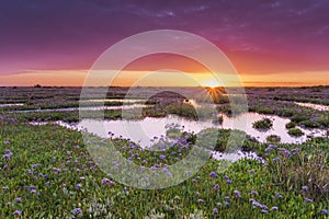 Sea Lavender Sunrise