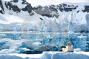 El mar está descansando sobre el kra antes acumula arriba glaciar estantes Paraíso bahía Antártida 