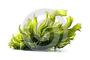 Sea Lettuce Algae On White Background. Generative AI