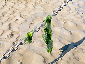 Sea lettuce leaves hanging on anchor chain on sand at low tide, Waddensea, Netherlands