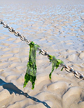 Sea lettuce leaves hanging on anchor chain on sand at low tide, Waddensea, Netherlands