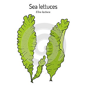 Sea lettuce ulva lactuca , edible seaweed
