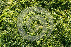 Sea lettuce Ulva lactuca