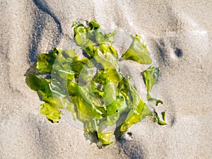 Sea lettuce, Ulva lactuca, plant on sand at low tide of Waddensea, Netherlands photo