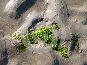 Sea lettuce, Ulva lactuca, on sand at low tide of Waddensea, Netherlands