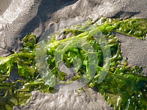 Sea lettuce, Ulva lactuca, on sand at low tide of Waddensea, Netherlands