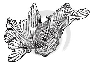 Sea Lettuceor Ulva lactuca, vintage engraving
