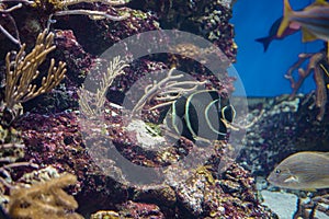 Sea life, colorful sea fish swimming in clear water with coral or water plant